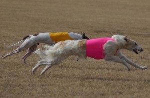 ASFA lure coursing (Borzoi and Greyhound BIF run)