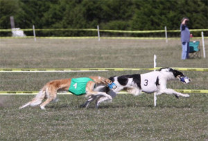NOTRA oval racing - Borzoi