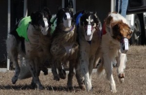 LGRA racing Borzoi