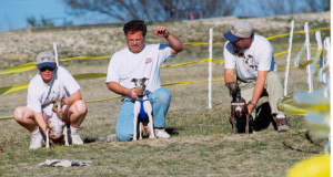 Italian Greyhounds getting ready to run the oval track