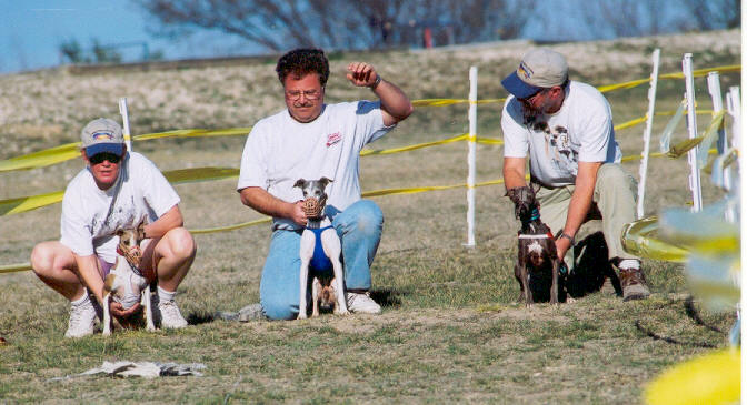 Italian Greyhounds getting ready to run the oval track