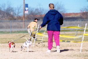 helping out at the race meets